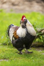 Chicken (Gallus gallus domesticus) rooster standing on a meadow, Bavaria, Germany