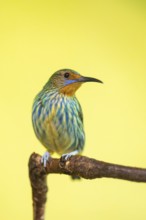 Ruby-topaz hummingbird (Chrysolampis mosquitus) youngster sitting on a branch, captive, Zoo