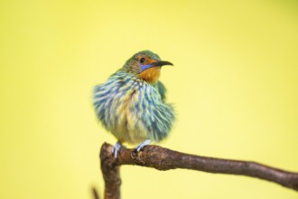 Ruby-topaz hummingbird (Chrysolampis mosquitus) youngster sitting on a branch, captive, Zoo