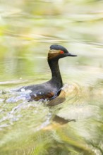 Black-necked grebe or eared grebe (Podiceps nigricollis) swimming in the water, captive, Zoo