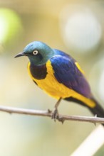 Superb starling (Lamprotornis superbus) sitting on a branch, captive, Zoo Augsburg, Germany