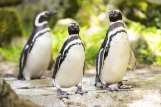 African penguin (Spheniscus demersus) standing on a rock, captive, Zoo Augsburg, Germany