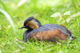 Black-necked grebe or eared grebe (Podiceps nigricollis) lying on a meadow, captive, Zoo Augsburg,