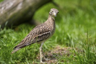 Eurasian stone-curlew (Burhinus oedicnemus) standing on a meadow, captive, Zoo Augsburg, Germany