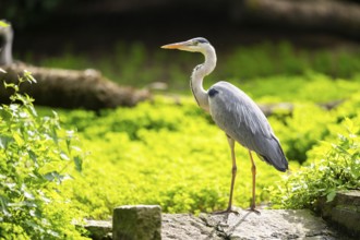 Grey heron (Ardea cinerea) standing on a rock, Bavaria, Germany