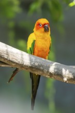 Fischer's lovebirds (Agapornis fischeri) sitting on a branch, captive, captive, Zoo Augsburg,
