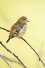 Red siskin (Spinus cucullatus) sitting on a branch, captive, Zoo Augsburg, Germany
