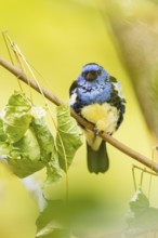 Turquoise tanager (Tangara mexicana) sitting on a branch, captive, Zoo Augsburg, Germany