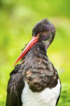Black stork (Ciconia nigra), portrait, Bavaria, Germany