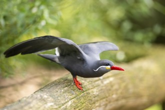 Inca tern (Larosterna inca) starts flying from an old wood, captive, Zoo Augsburg, Germany