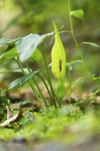 Arum cylindraceum growing in a forest, Bavaria, Germany
