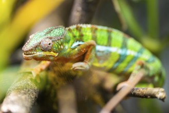 Veiled chameleon (Chamaeleo calyptratus) walking on a branch, captive, Zoo Augsburg, Germany