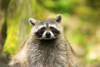 Common raccoon (Procyon lotor), portrait, Bavaria, Germany