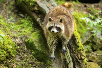 Common raccoon (Procyon lotor) on an old tree trunk, Bavaria, Germany