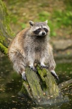 Common raccoon (Procyon lotor) on the edge of a little lake, Bavaria, Germany