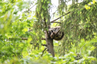 Common raccoon (Procyon lotor) oin a tree, Bavaria, Germany