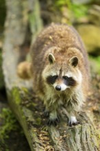 Common raccoon (Procyon lotor) on an old tree trunk, Bavaria, Germany