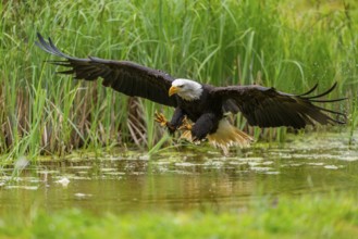 Bald eagle (Haliaeetus leucocephalus) flying over a pond, hunting, Bavaria, Germany