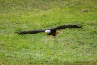 Bald eagle (Haliaeetus leucocephalus) flying over a meadow, hunting, Bavaria, Germany