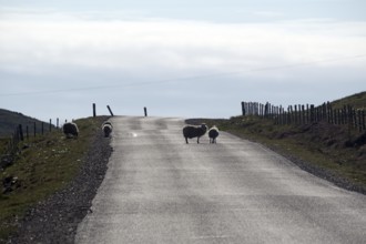 Sheep crossing an empty rural road surrounded by fences under a cloudy sky, Eshaness, Mainland,
