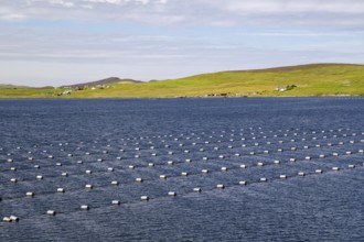 Regular arrangement of buoys on calm sea, surrounded by green coastal landscape, mussel farms,