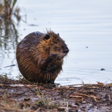 Nutria (Myocastor coypus) at the pond, bank, animal behaviour, Pont de Gau bird park,