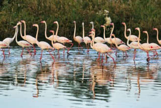 Pink flamingos (Phoenicopterus roseus), walking in the pond, Pont de Gau Bird Park,