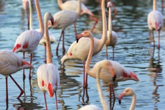 Pink flamingos (Phoenicopterus roseus), standing in the pond, Pont de Gau Bird Park,