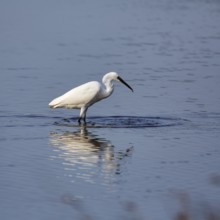 Little Egret (Egretta garzetta) in the pond, Pont de Gau Bird Park, Saintes-Maries-de-la-Mer,