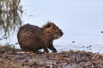 Nutria (Myocastor coypus) at the pond, shore, Pont de Gau Bird Park, Saintes-Maries-de-la-Mer,