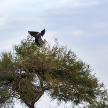 Grey heron (Ardea cinerea) landing in a tree, Pont de Gau Bird Park, Saintes-Maries-de-la-Mer,
