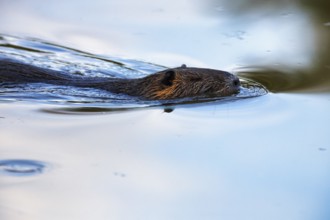 Nutria (Myocastor coypus) swimming in the pond, Pont de Gau Bird Park, Saintes-Maries-de-la-Mer,