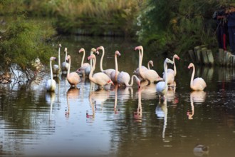 Pink flamingos (Phoenicopterus roseus) in the pond, Pont de Gau Bird Park,