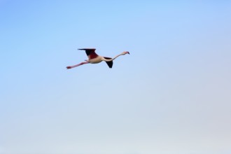 Pink flamingo (Phoenicopterus roseus) flying in the evening sky, free-ranging,