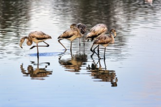 Pink flamingos (Phoenicopterus roseus), group of young birds in the pond, Pont de Gau Bird Park,