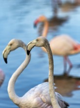 Pink flamingos (Phoenicopterus roseus), two young birds standing in the pond, close-up, Pont de Gau