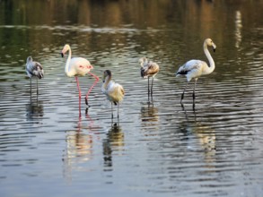 Pink flamingos (Phoenicopterus roseus), adults and juveniles standing in the pond, Pont de Gau Bird