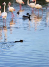 Nutria (Myocastor coypus) swimming in the pond, Pont de Gau Bird Park, Saintes-Maries-de-la-Mer,