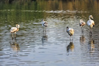 Pink flamingos (Phoenicopterus roseus), several young birds in the pond, Pont de Gau Bird Park,
