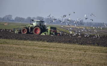 Seagulls chasing a tractor in a field in Schleswig-Holstein, Germany