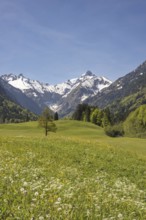 Spring meadow in the Trettach valley, near Oberstdorf, behind it the Trettachspitze, 2595m, Allgäu