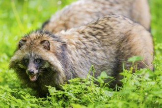 Common raccoon dog (Nyctereutes procyonoides) standing in the grass, Bavaria, Germany