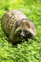 Common raccoon dog (Nyctereutes procyonoides) standing in the grass, Bavaria, Germany
