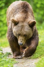 Brown bear (Ursus arctos) walking on a meadow, Bavaria, Germany
