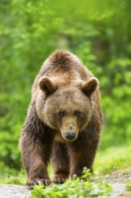 Brown bear (Ursus arctos) standing on a rock, Bavaria, Germany