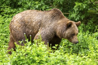 Brown bear (Ursus arctos) walking on a meadow, Bavaria, Germany