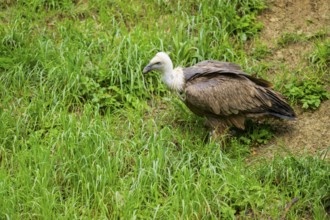 Eurasian griffon vulture (Gyps fulvus) on a meadow, Bavaria, Germany