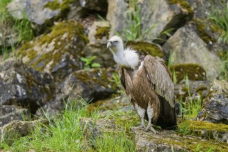 Eurasian griffon vulture (Gyps fulvus) on a rock, Bavaria, Germany