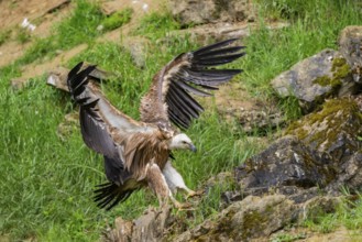 Eurasian griffon vulture (Gyps fulvus) landing on a rock, Bavaria, Germany