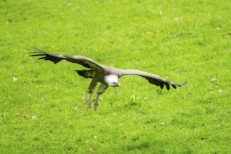 Eurasian griffon vulture (Gyps fulvus) flying over a meadow, Bavaria, Germany